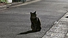 カノン 夏の夜の猫