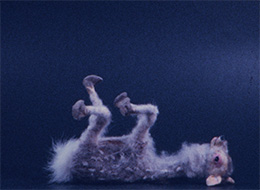 バンビの足はすぐ折れる