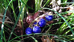 蛇の髭(ジャノヒゲ)